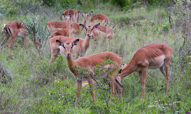 Impala greet us